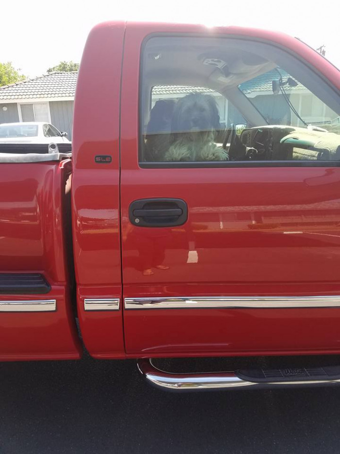 Shirley Martindale-Horner saw Islas's post and went to the puppy's rescue