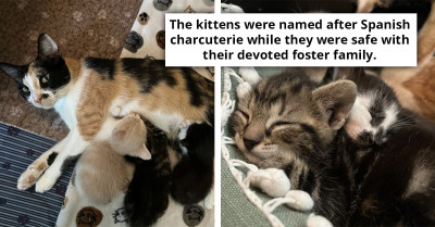 Meet The Adorable Mama Chorizo And Her Cute Charcuterie-Themed Kitties As They'll Make You Fall In Love