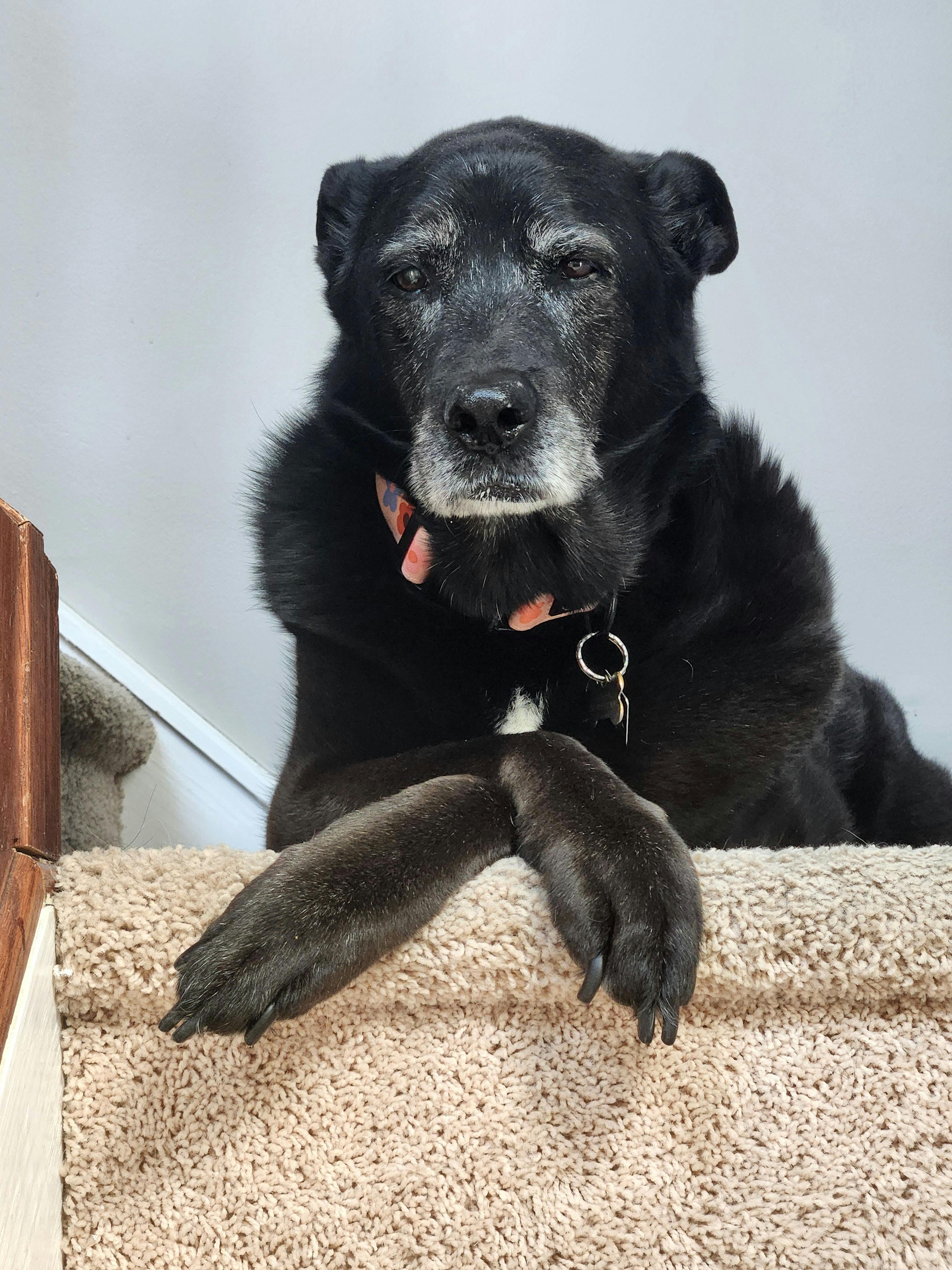 If you prefer a peaceful environment, senior dogs are an excellent match