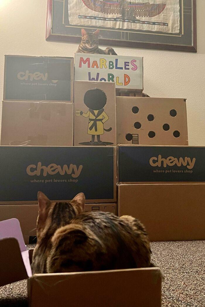 "Only Queen Marbles Can Sit On The Cardboard Castle. Others Must Loaf In Tiny Boxes Like Peasants"