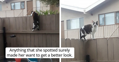 Cat’s Resourcefulness and Sharp Thinking Takes Her to New Heights in Fence Climbing