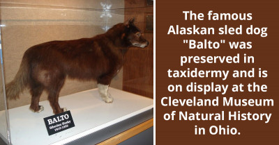 Redditor Posts Fascinating Facts About A Hero Dog Named "Balto" And The Community Remembers His Bravery