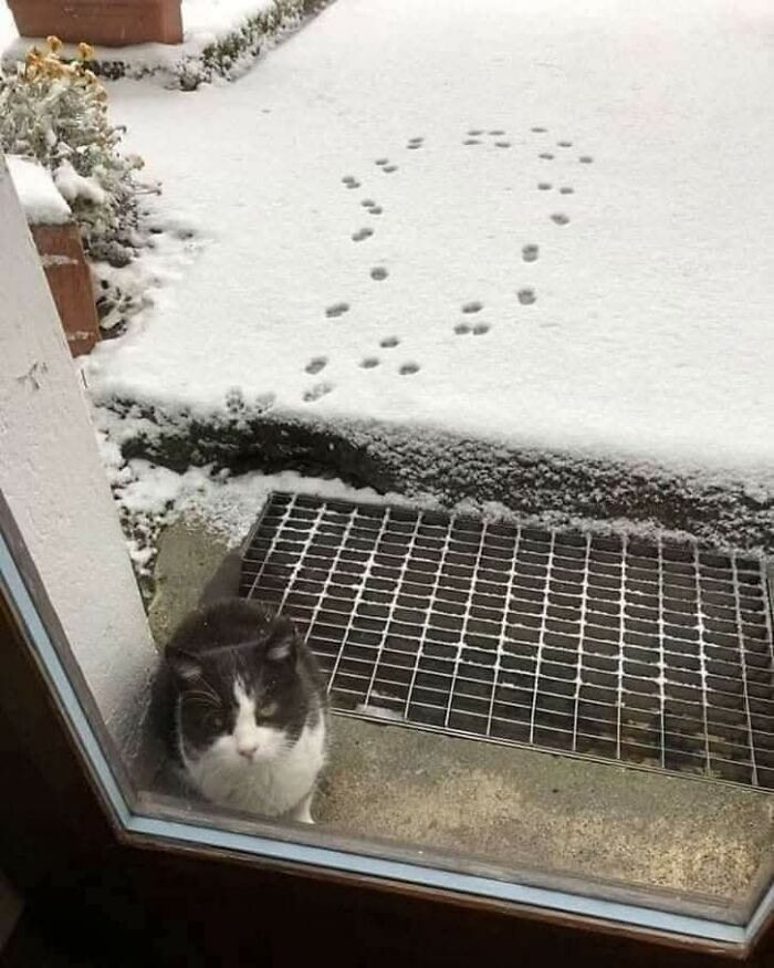 5. The tracks say curiosity. The face says immediate regret.