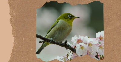 Common Birds in Japan: 15 Species You Can See in Cities, Parks, and Countryside