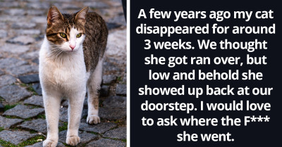 Redditors Share What They Would Do If Given 24 Hours Where They Could Perfectly Communicate With Their Beloved Pets