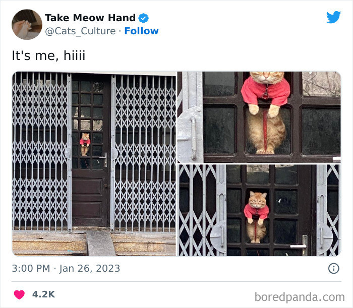 Cat calmly staring at someone, text says Deborah, for me, no?