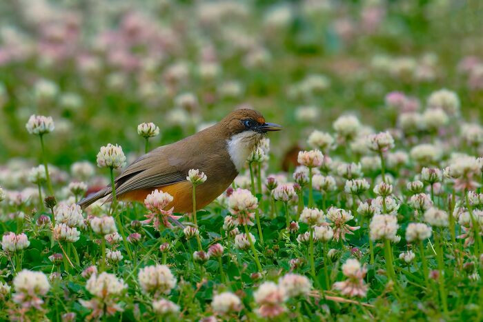 “White-Throated Laughingthrush”