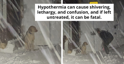 Brave Police Officer Rescues Lost Dog In Snowstorm