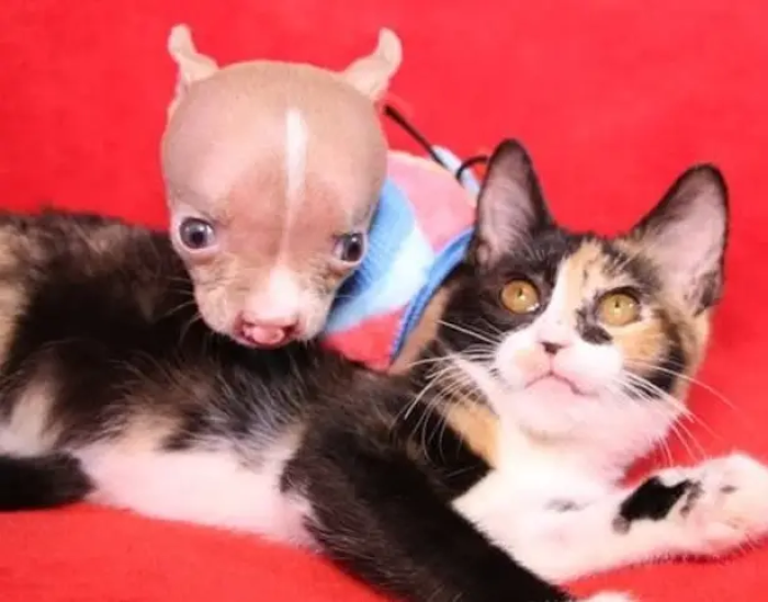 Sasha was a true fighter, and she wasn't going to give up without a fight