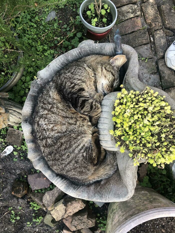 35. Bertus the Magnificent, First Formerly Feral of His Name, Sleeping Where He Fits