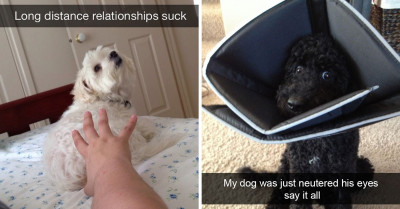 16 Pawesome Doggo Pictures To Bring More Pawsitivity To Your Week
