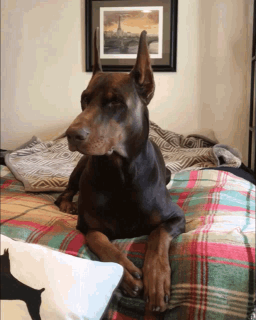 10. Doberman Pinscher