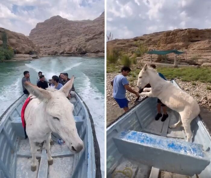 "Rescuing A Stranded Donkey"