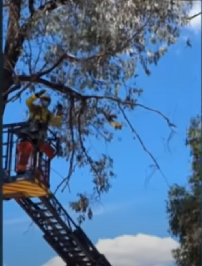 The kitten decided it didn't actually want any help