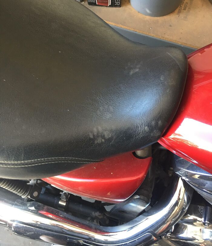 ”Mechanic Cat Was Working On My Motorcycle, Forgot To Wipe Her Paws.”