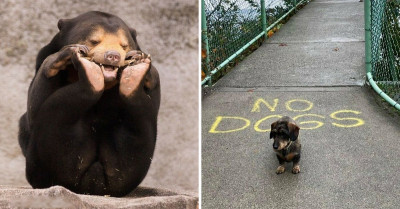 50 Of The Best Nonsensical Animal Photos That Raise Questions But Don't Explain Much