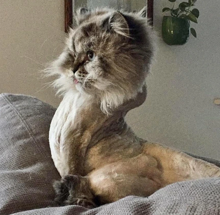 7. “Sometimes, Winston invents brand new shapes to sit in.”