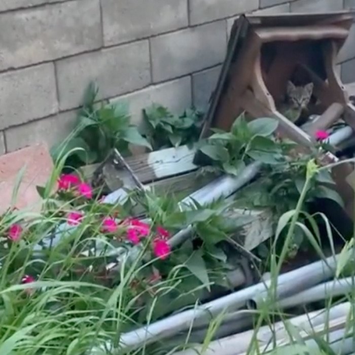 "Bonus Kitten" Hides from Rescuers.