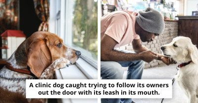 Veterinarian Issues Heartfelt Plea to Pet Owners Facing Difficult Decisions