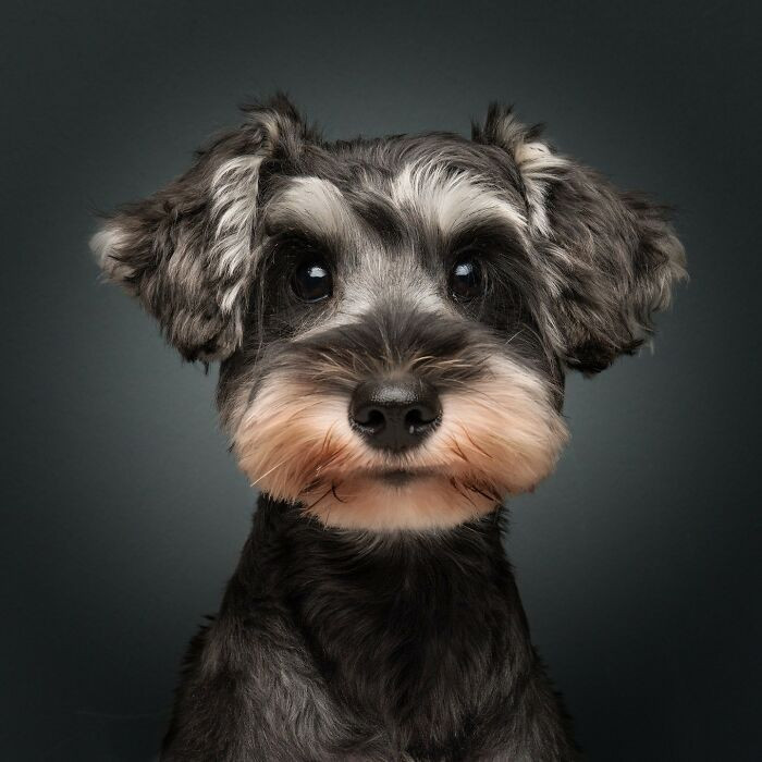 “Mochi The Puppy” By Bernard Sim