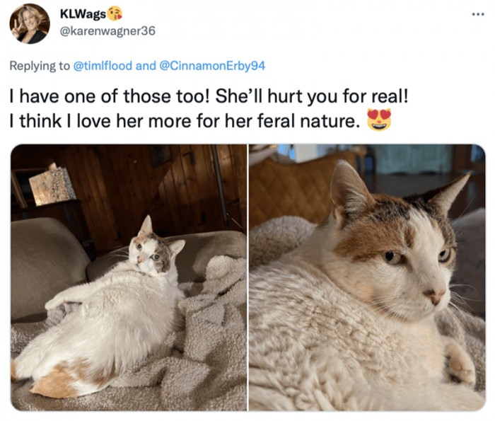 4. The grumpy ones are the best. There's just something special about earning the affection of a standoffish cat who glares at everything and everyone with a pulse.