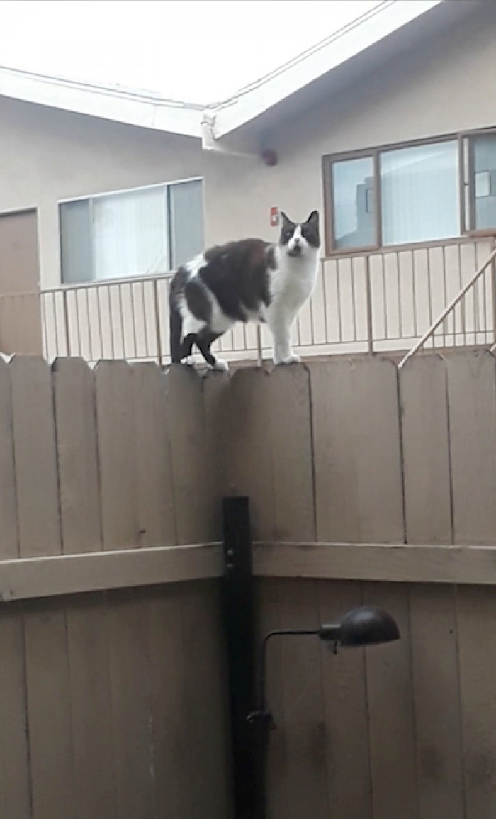 Mary Jane undoubtedly looks proud of her work as she poses on the picket tops.