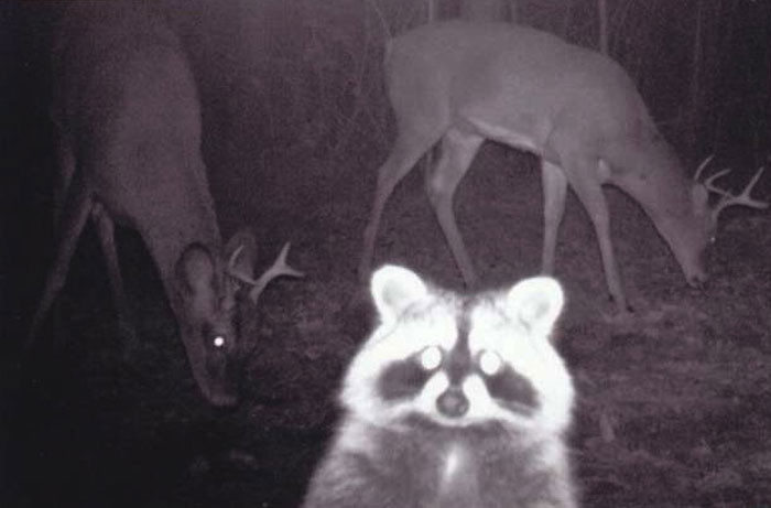 26. A Raccoon Photo Bombing
