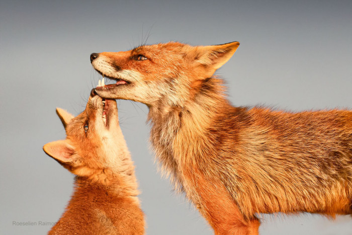 “It's said that a male and female fox bond for life, and from what I've seen, this may well be true,” she concludes.