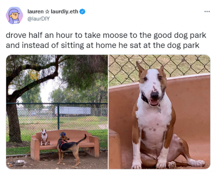 11. I feel deeply connected to Moose.