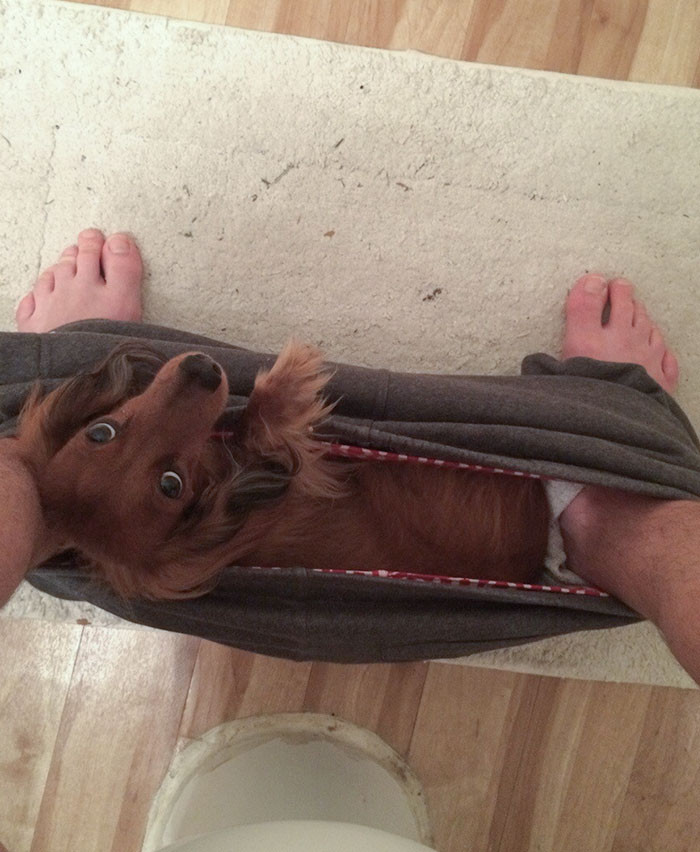 "My Dachshund Sits Here Every Morning While I Sit On The Toilet"