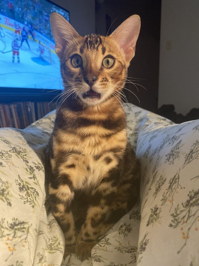 "Tidus After I Told Him There’s No More Treats"