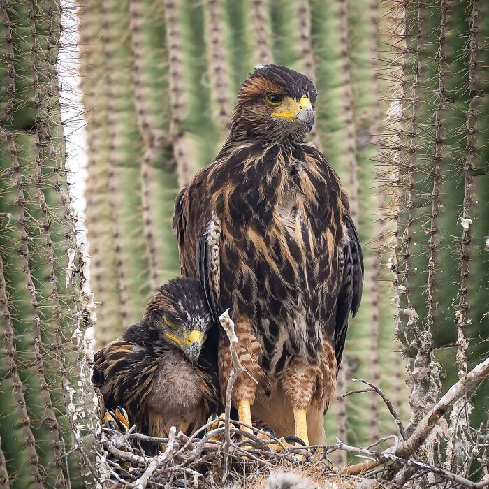 "Harris's Hawk siblings."