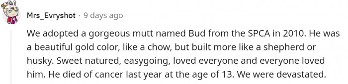 Person cuddling an adopted dog, offering comfort during emotional healing and grief