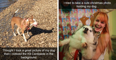 15 Positive Dog Photos To Boost Your Serotonin Levels