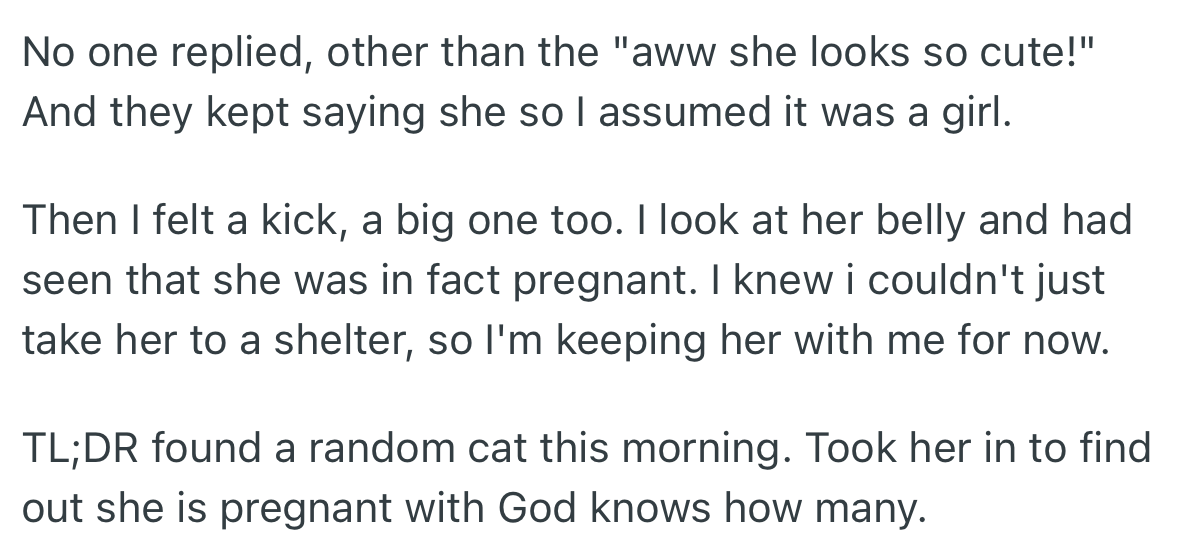 Shockingly, OP received no replies about the owner, except for comments on how cute the cat was. Surprisingly, he discovered the cat was pregnant and decided to keep her instead of sending her to a shelter.