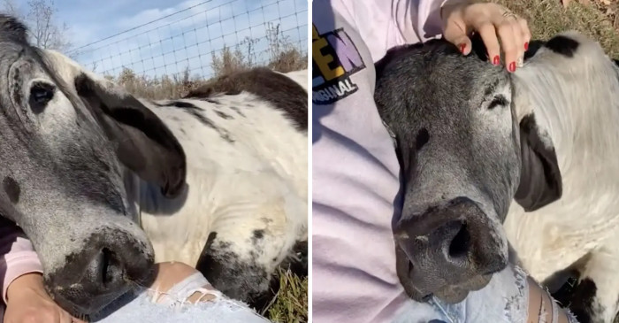 9. Bulls aren't scary.