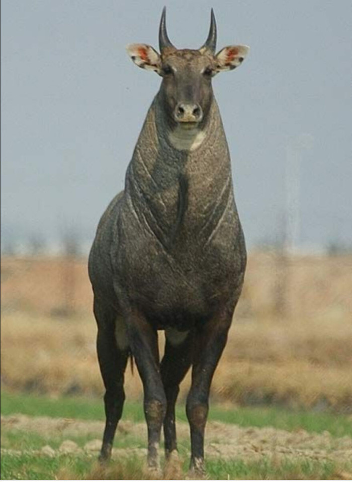 The Nilgai (Boselaphus Tragocamlus), Is The Largest Antelope In Asia, Aka The Blue Bull Of India