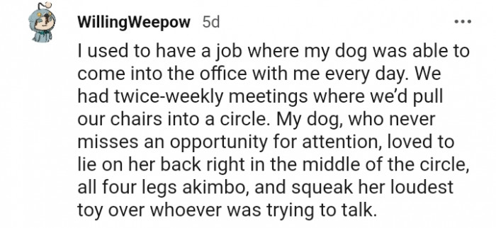 6. My dog never misses an opportunity for attention