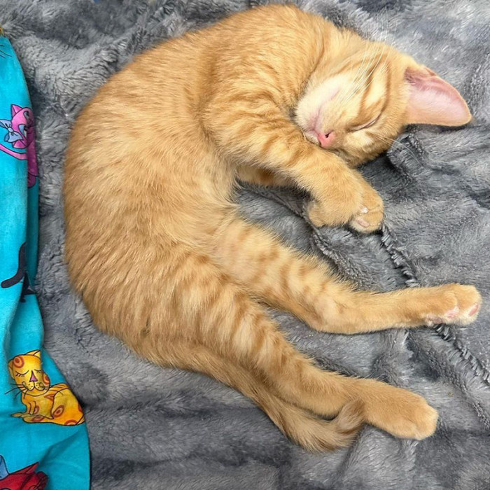 The Rescuers Didn't Hesitate to Go Back for Strontium After Discovering He Was Being Neglected and Abused