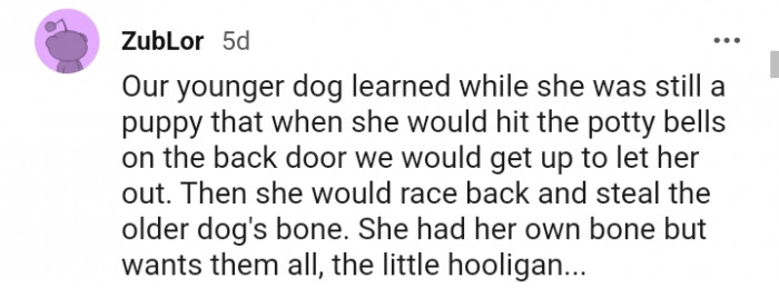12. This younger dog steals the older dog's bone