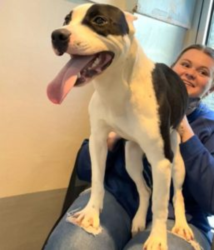 But he soon let his shiny personality show itself, and he captured the hearts of the shelter staff