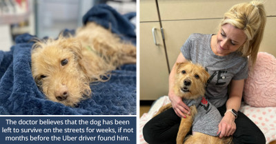 Starving Dog Rescued By An Uber Driver Finds Forever Home In The Arms Of The Vet That Nursed Him Back To Health