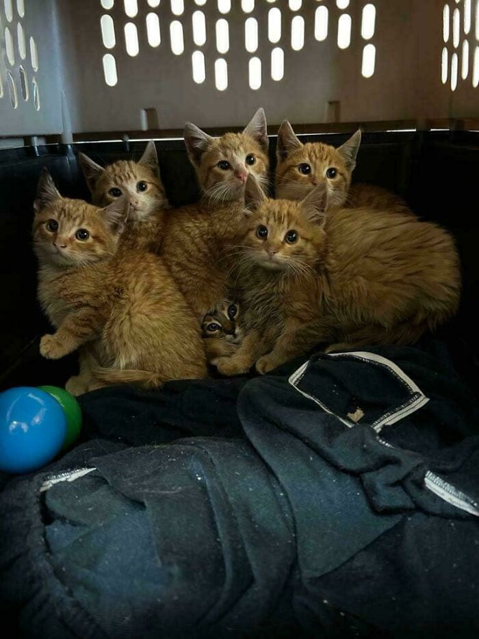 31. Six oranges and one espresso shot.