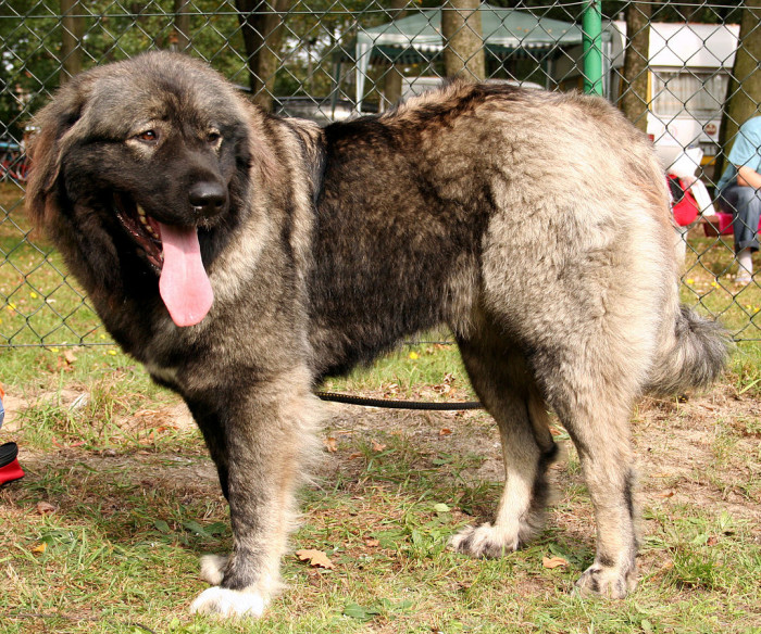 12. Caucasian Shepherd