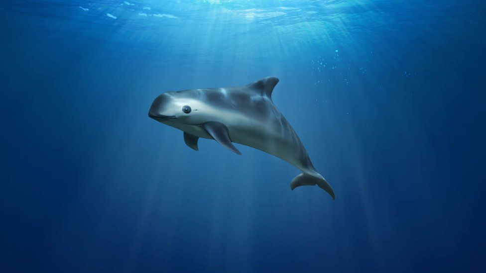 The vaquita, Spanish for 