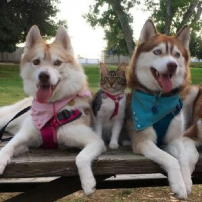 This is Kozy, the cat raised as a husky