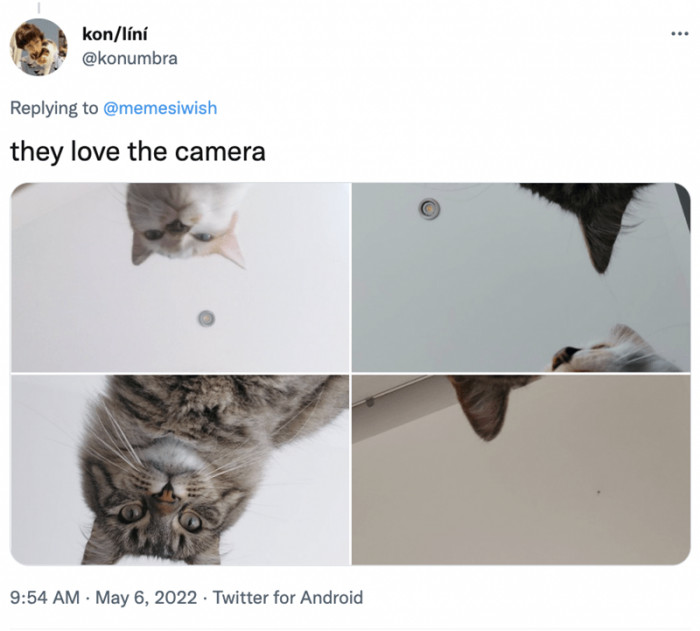 9. When all your cats love to be in front of the camera