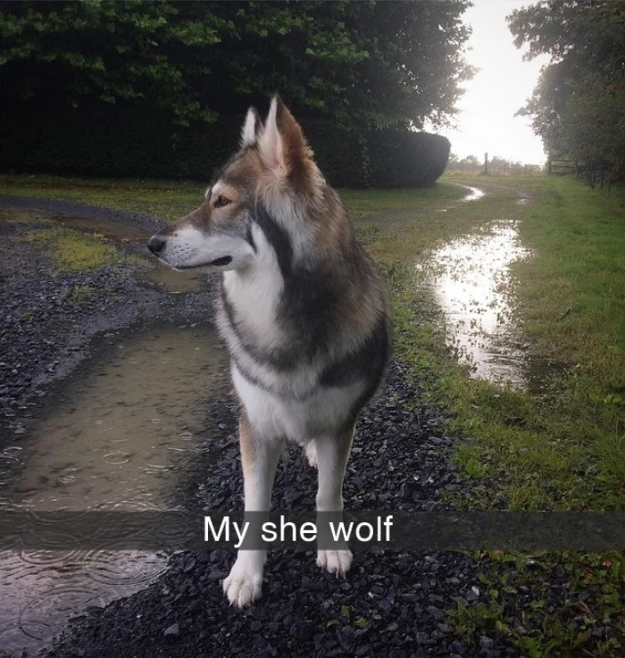 18. This is one majestic she-wolf, and she's photogenic as well