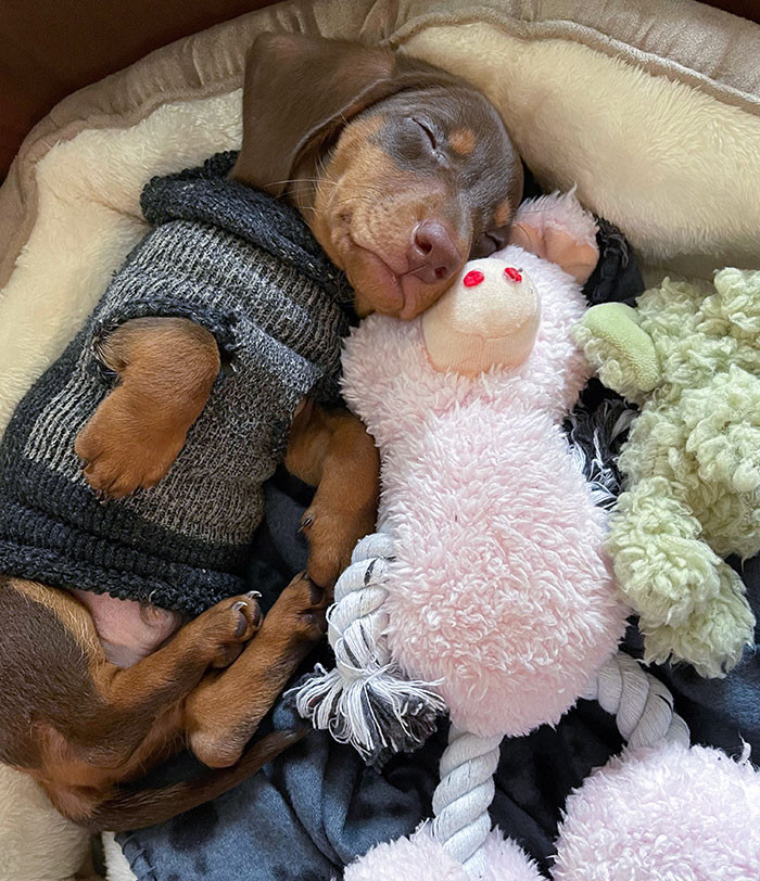 "Brought This Little Nugget Home Last Week. Such A Good Boy"