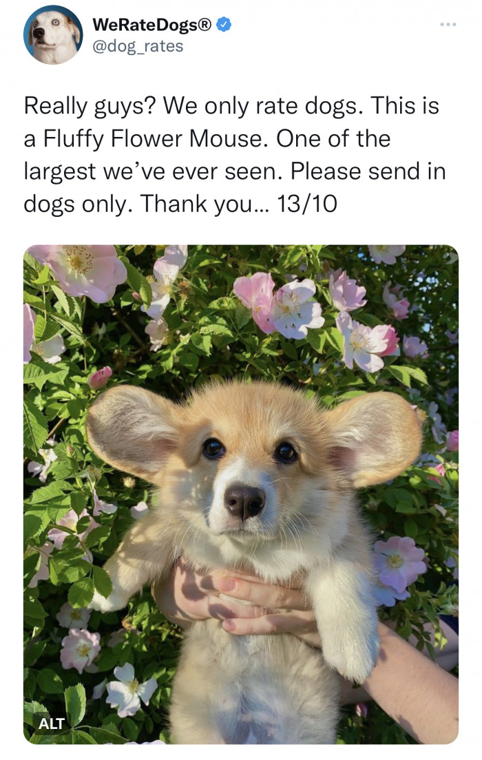 19. That's obviously not even a dog.